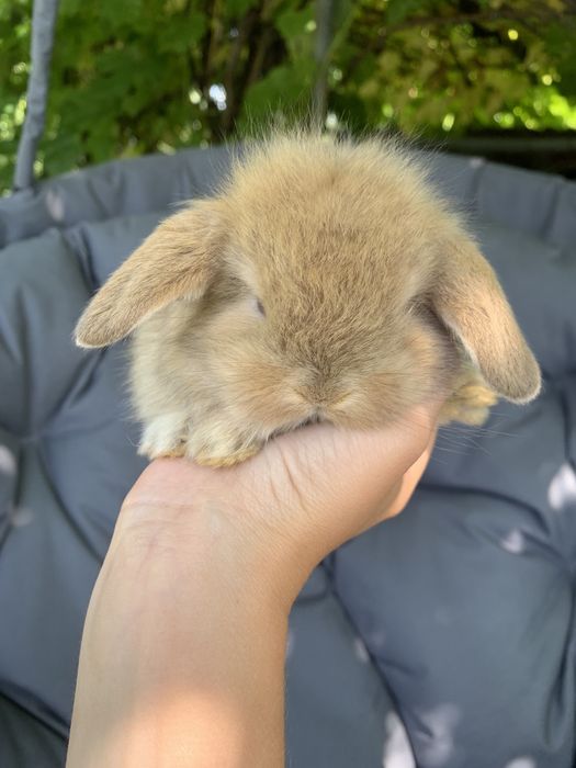 Висловухі кролики (баранчики)
