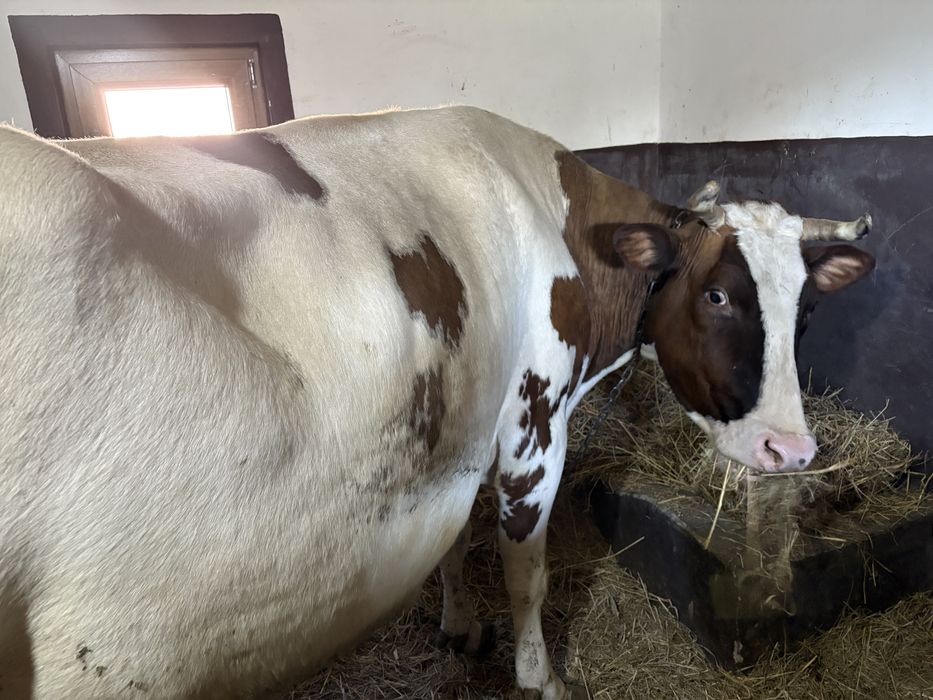 Переїде дуже добра корова, 57000 +торг. + 35л молока після отелу