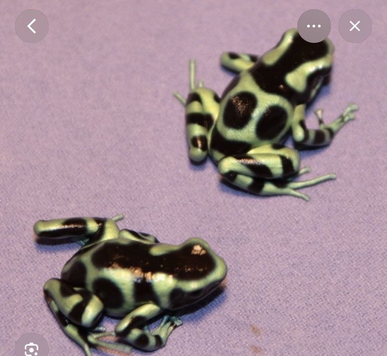 Dendrobates Auratus
