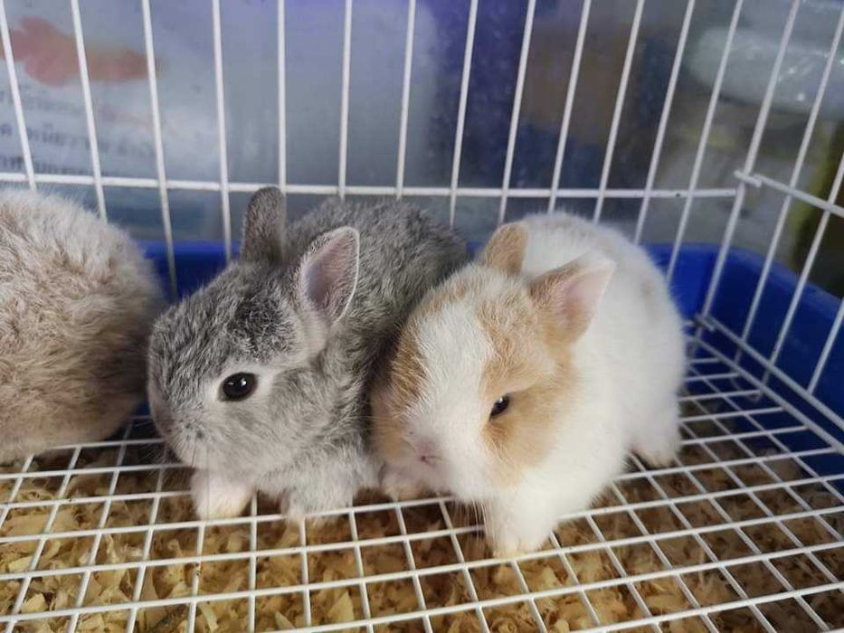 Coelhos anões mini +Gaiola Nova +alimentação adequada