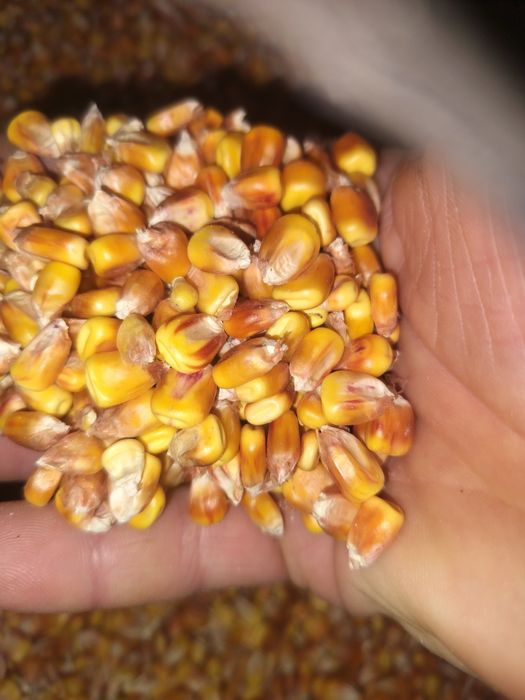 Продам кукурудза кукуруза після комбайна 2 тонни