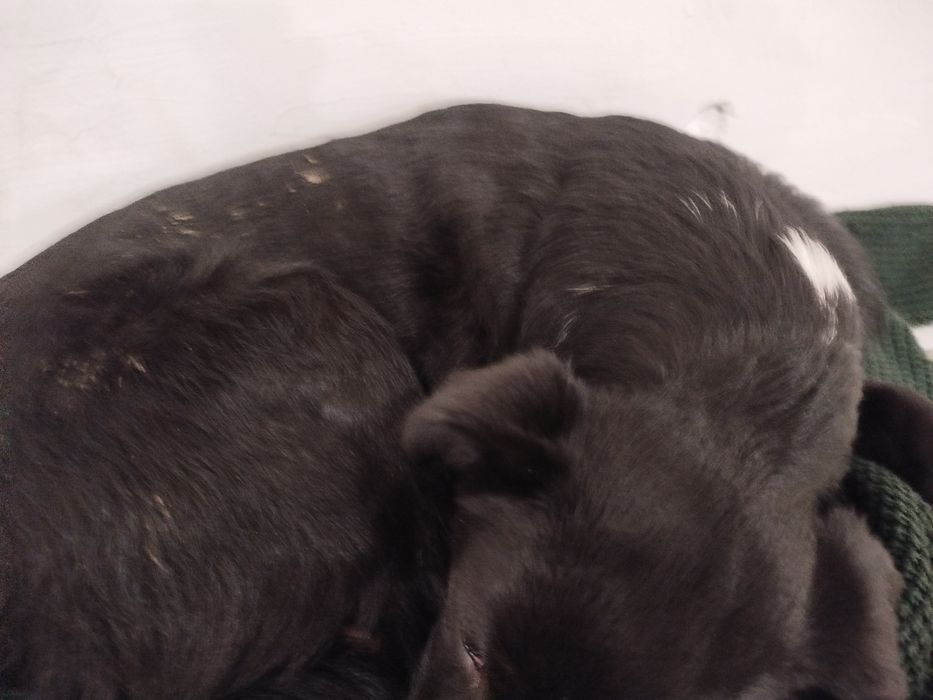 Поиск хозяина собачки