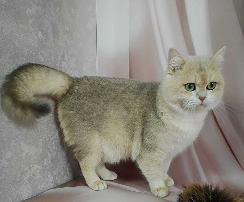 Гарний британський котик  із плюшевою шерсткою, Гламур