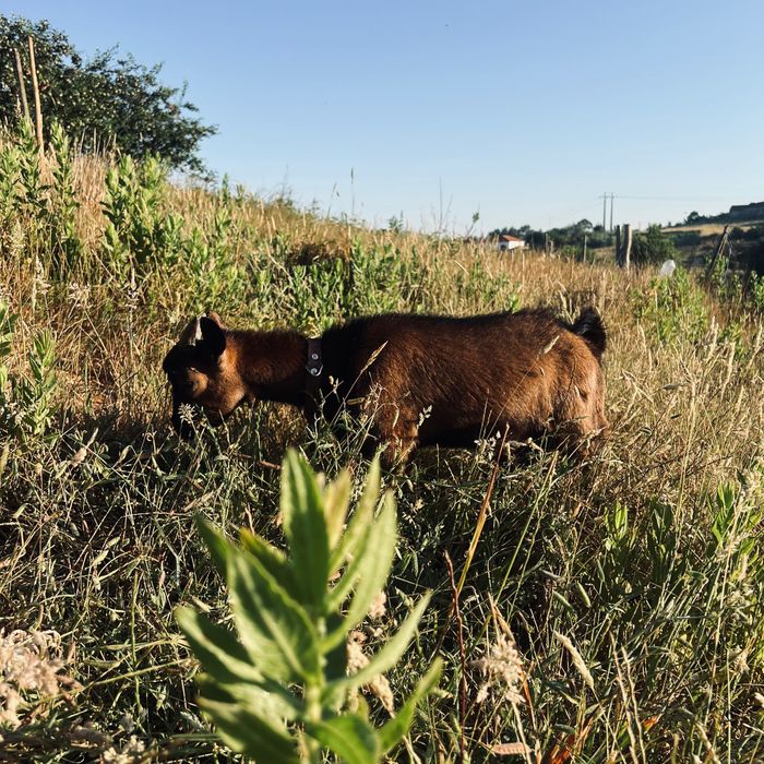 Animais de quinta