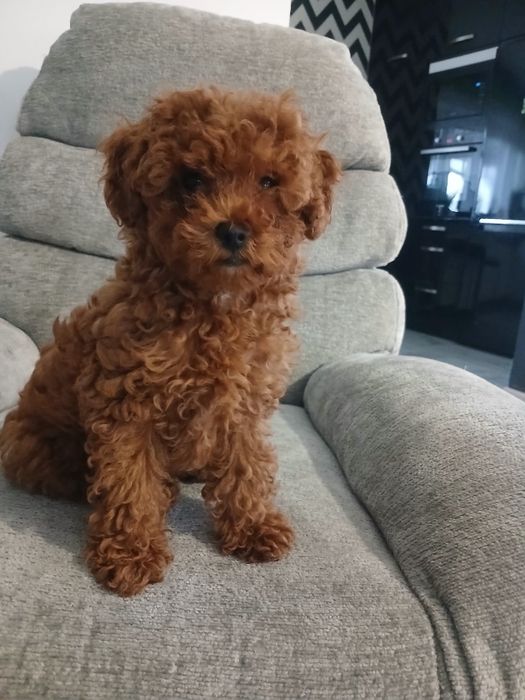 Pudel miniatura red suczka.