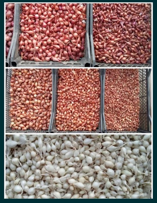 Продам лук- севок