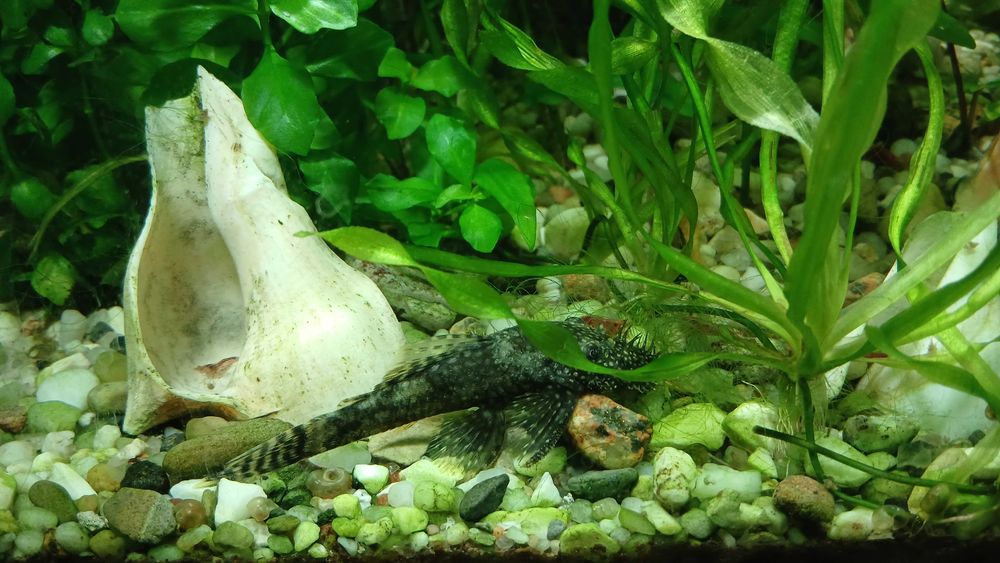 Akwarium 500 l z szawką