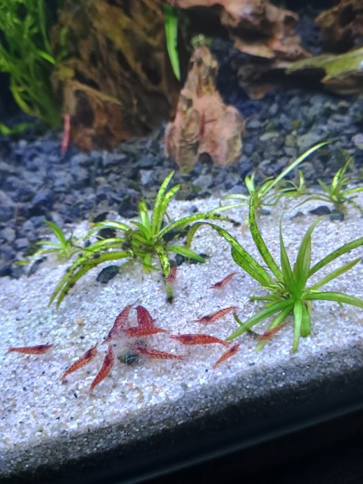 Krewetki Red Cherry