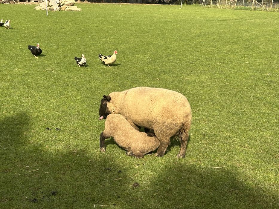 Vendo rebanho suffolk