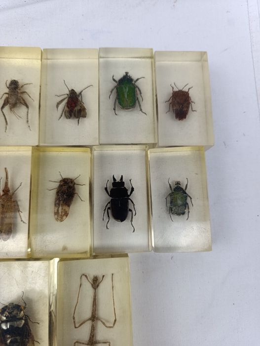 Жуки в епоксидной смоле коллекция для детей детская игрушка скорпион