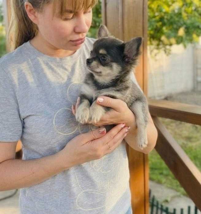 Хлопчик Чіхуахуа