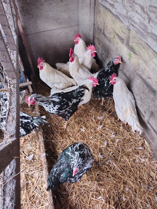 Sprzedam koguty jak na zdjęciu