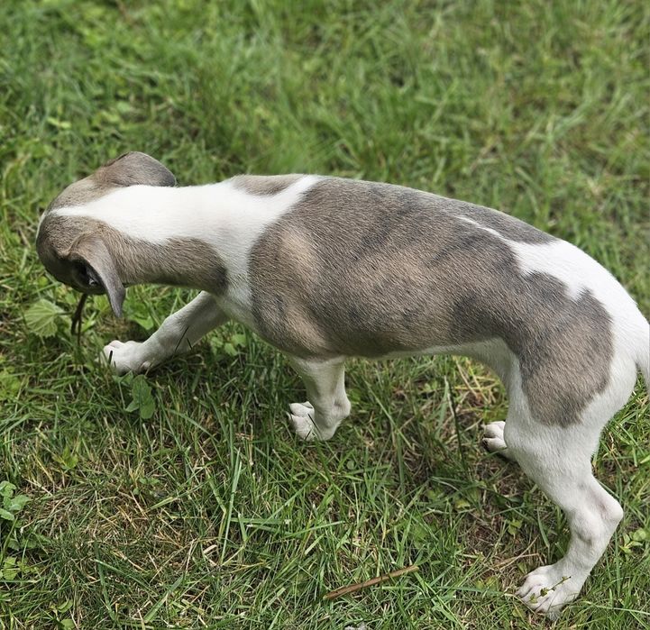 Chart angielski whippet piesek