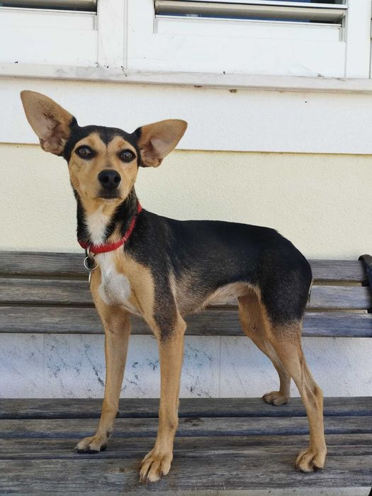 LILLE (Fêmea, 2 Anos, 7Kg) - Para Adoção