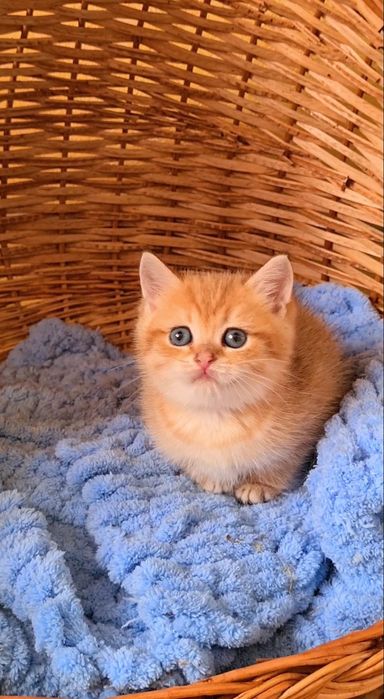 Просто красавчик щекастый