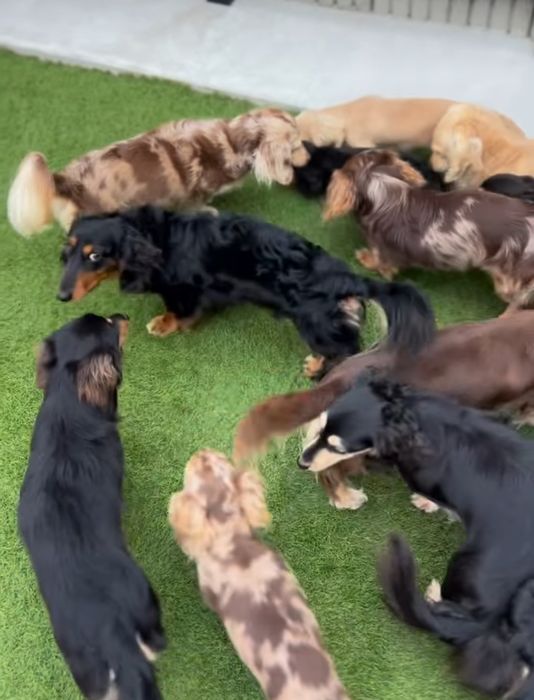 Хлопчик таксик довгошерстний