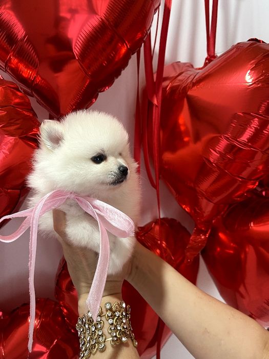 Померанські шпіци  любов без кордонів