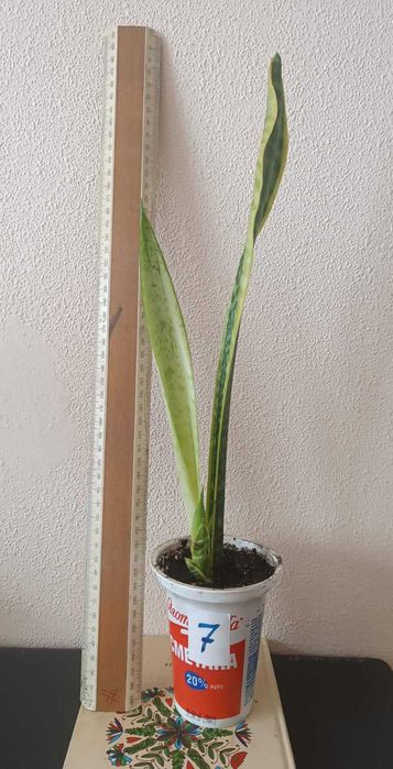 Сансевиерия окаймленная велика Sansevieria, тещін язик, щучий хвіст