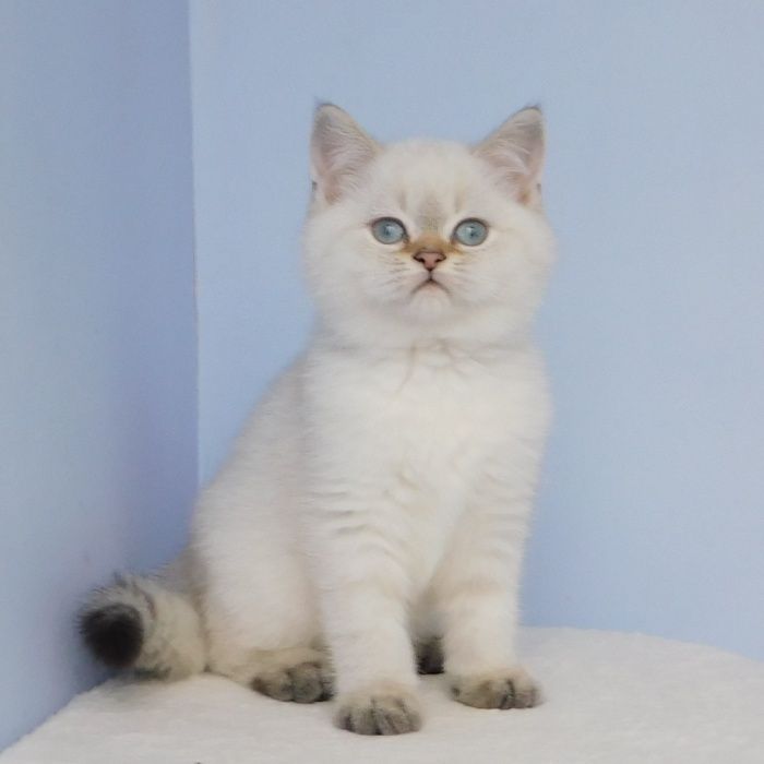 Голубоглазый красавчик Оливер!