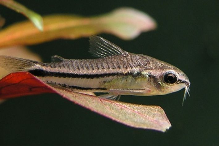 Corydoras Pygmaeus