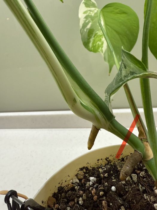 Монстера Альба , Тайское созвездие , срез