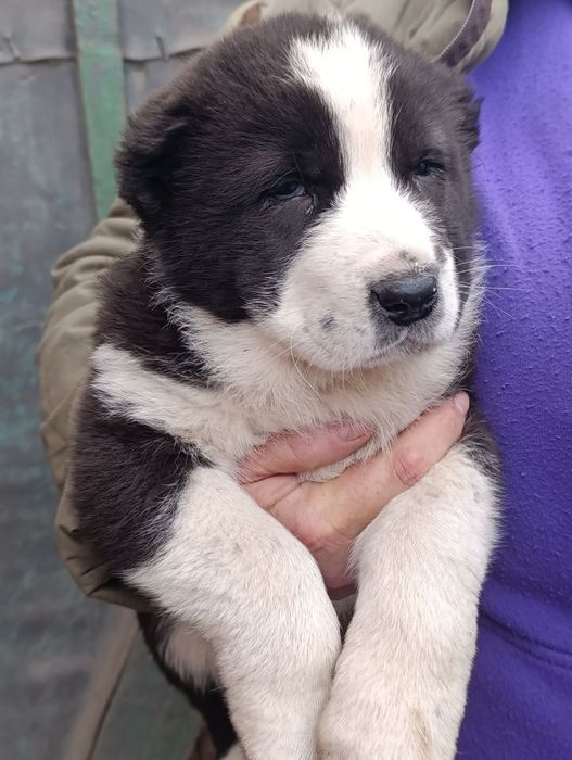 Цуценята породи азіат