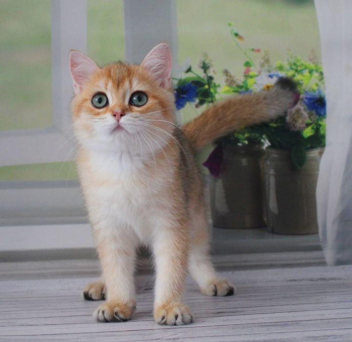 Хлопчик британчик чекає маму