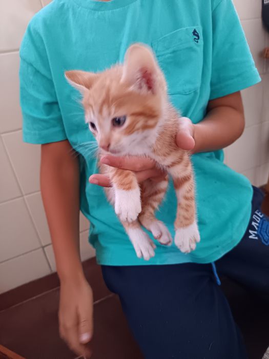 Gatinhos para adoção responsável