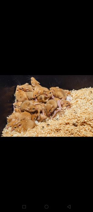 Кормові миші. Миші на корм. Кормові гризуни