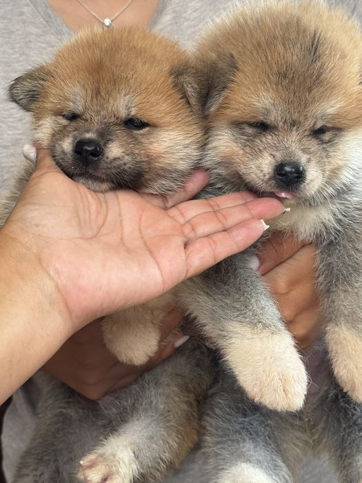 Akita Inu Japonês - Linha Argentina e Russa