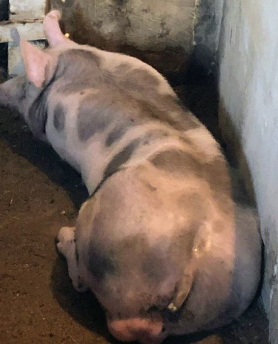 Запліднення Сім'я Кнура Спермодози  Свиноматка