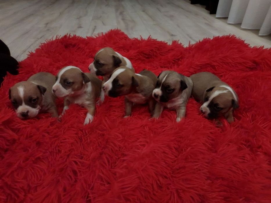 Цуценята амстафа