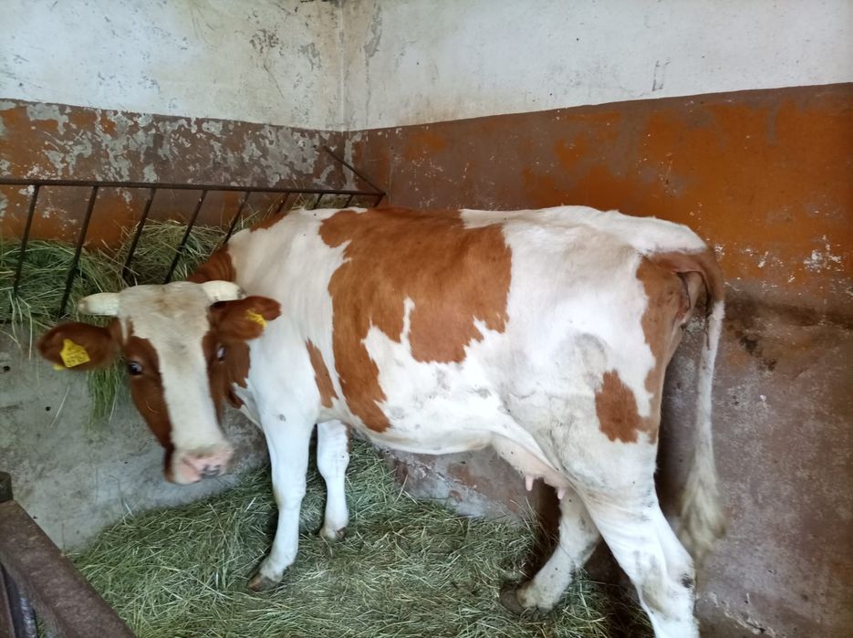 Krowa po wycieleniu