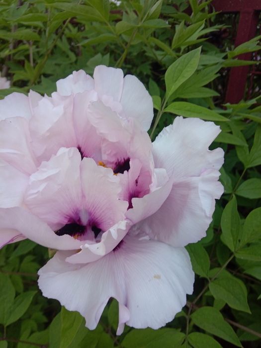 Супер деревовидні квіти