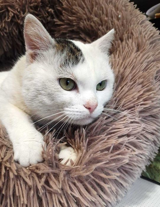 Ласкавий котик у добрі руки