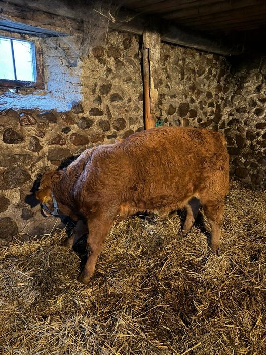 Sprzedam byczka LM limousine