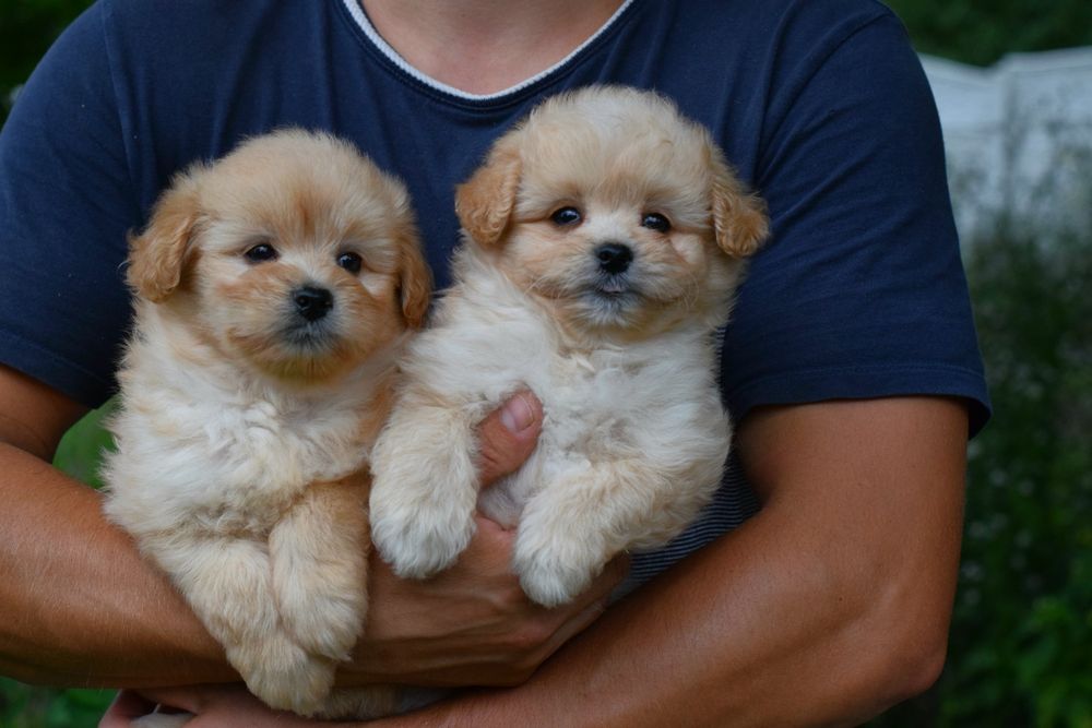 Цуценята Мальтіпу! Мальтипу.малесенькі лапочки.