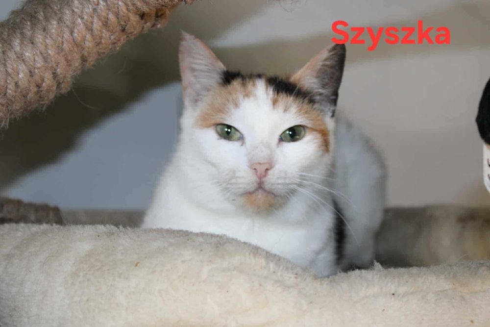 Kociaki z FIV/FELV szukają domów