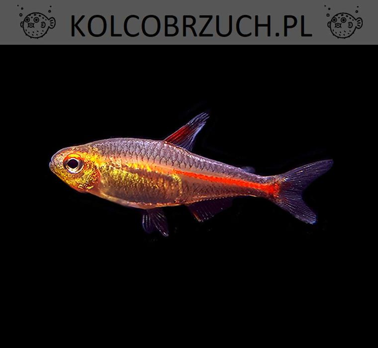 Zwinnik jarzeniec - Hemigrammus erythrozonus - wysyłka, dowóz