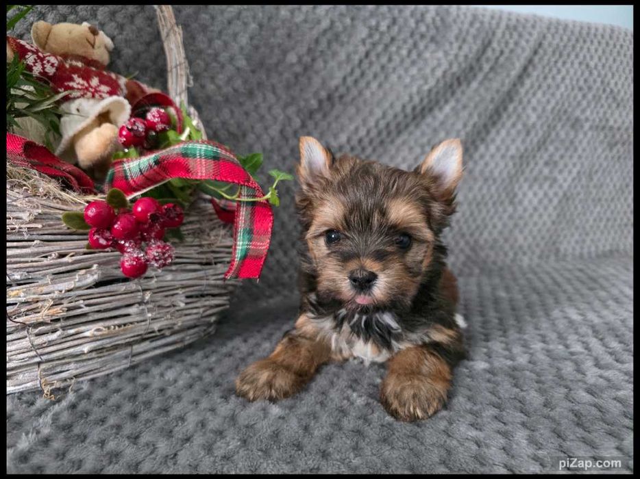 sunia , Ocean Pearl , Biewer , York