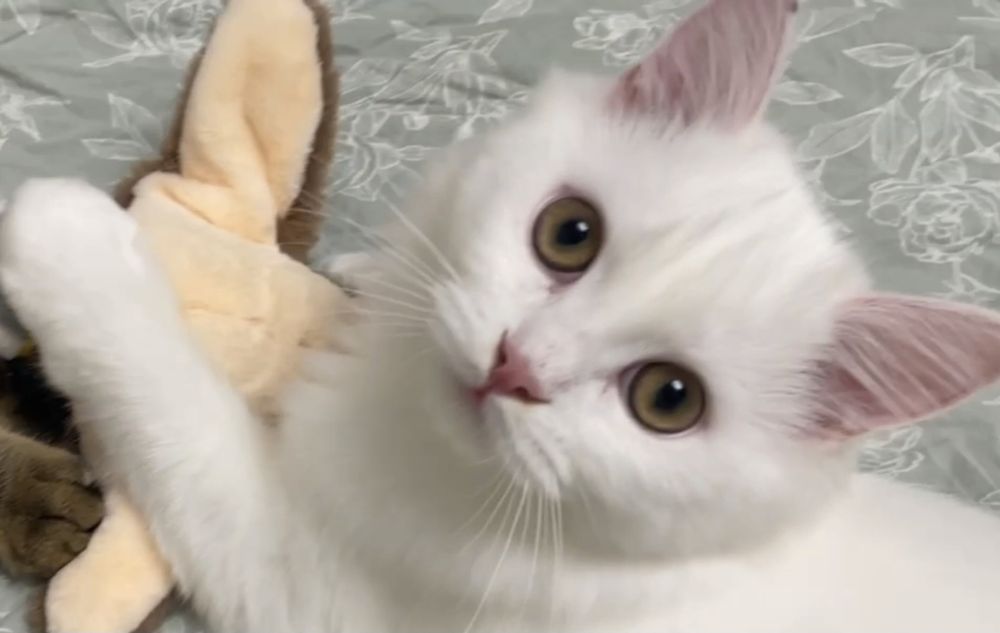 Пушистый белый шотландский котик