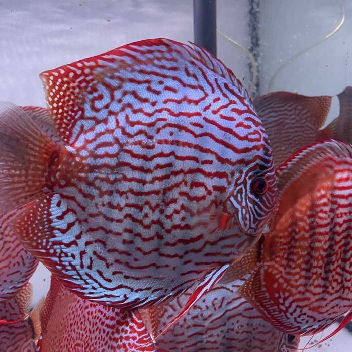 Paletki Dyskowce Brillant Turkus Piwowarski