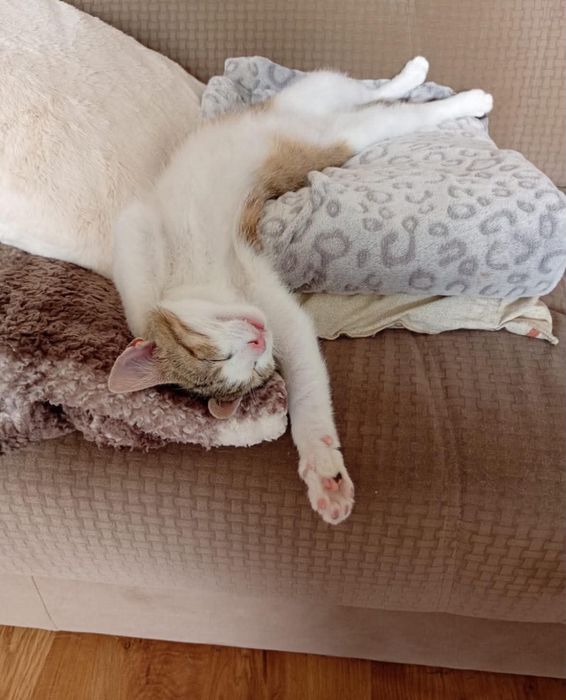 Leo - kocurek do adopcji!