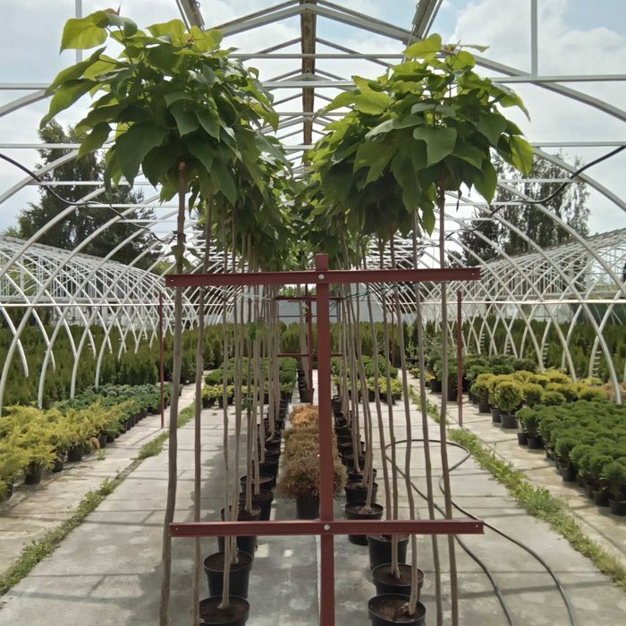 Sprzedam krzewy i rosliny ozdobne