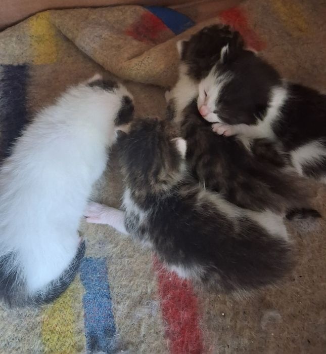 Oddam kotki piękne