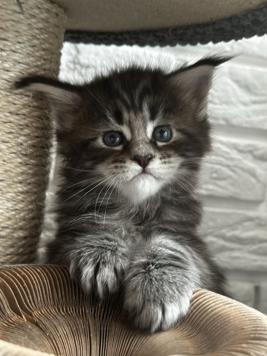 Мейн кун котята  с документами