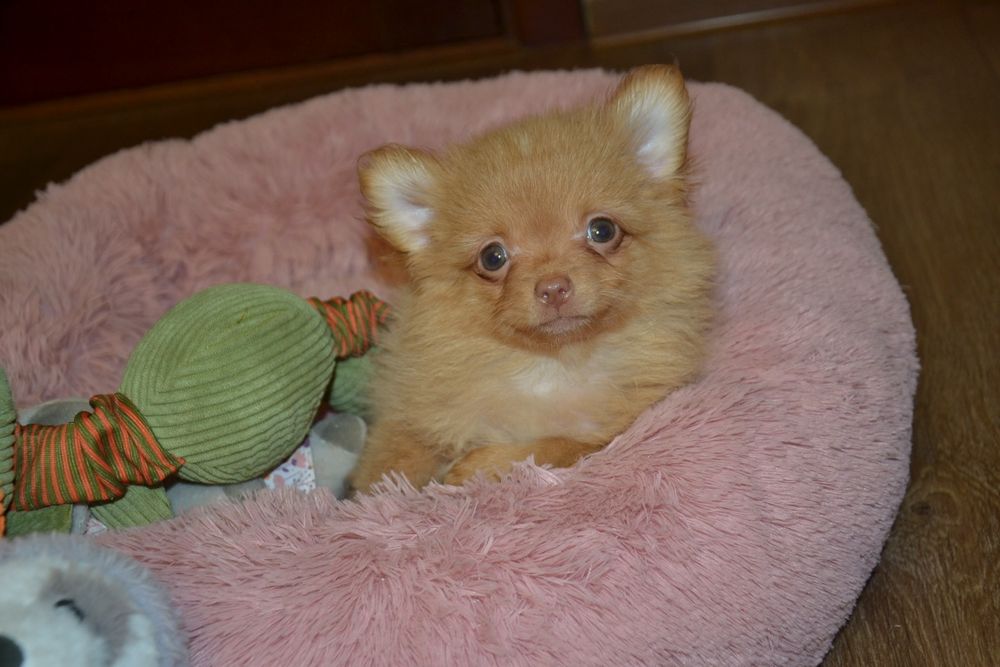 Міні  хлопчик  красунчик!