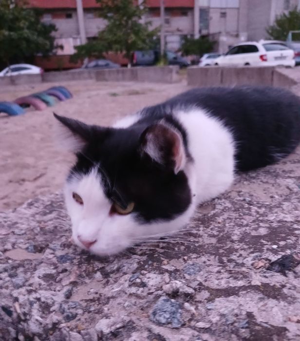 Котик хлопчик 6-7 міс невеличкий
