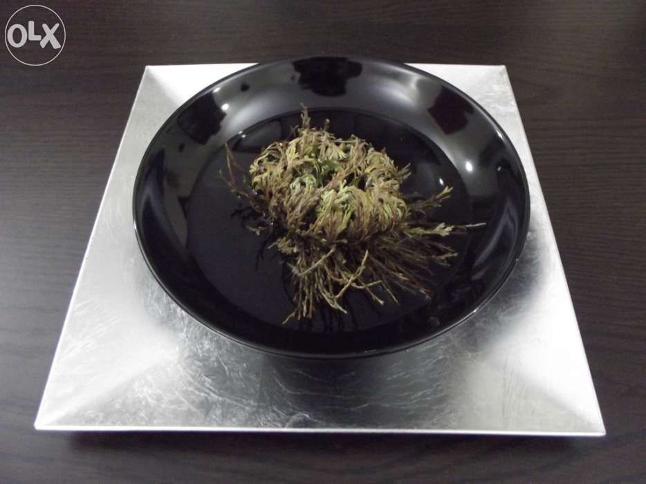 A Rosa de Jericó - Planta da sorte