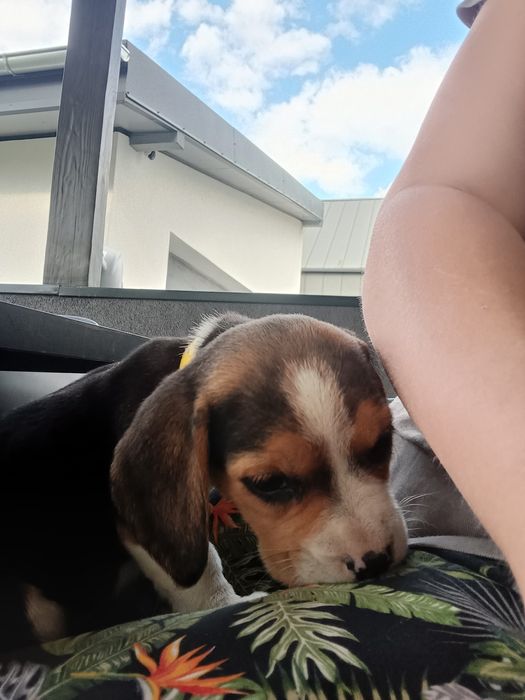 Szczeniak Beagle tricolor